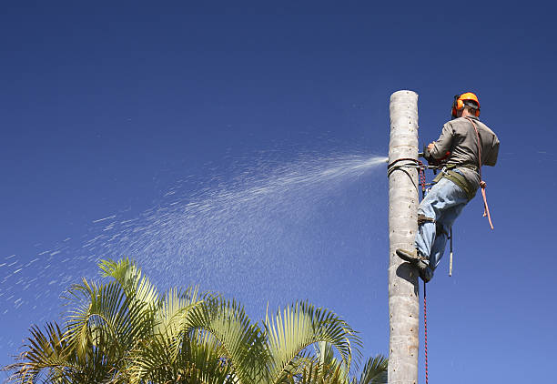 Best Tree Maintenance Programs  in Savage, MD