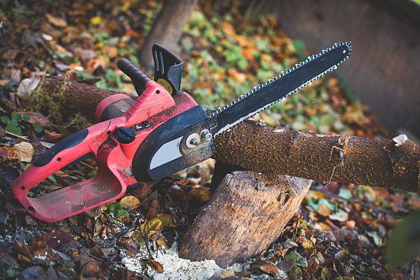 How Our Tree Care Process Works  in  Savage, MD